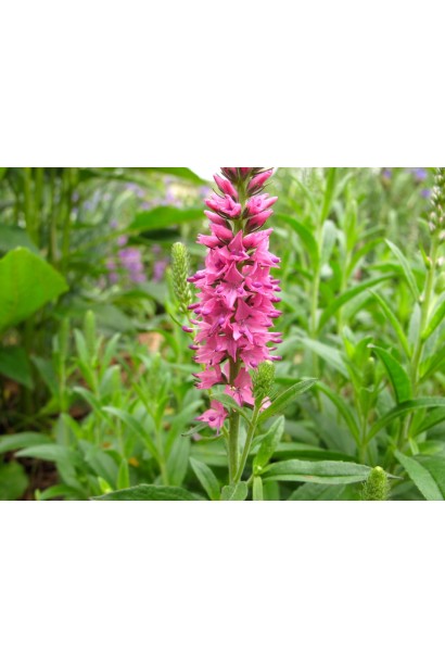 Вероніка колосиста рожеві колосисті суцвіття